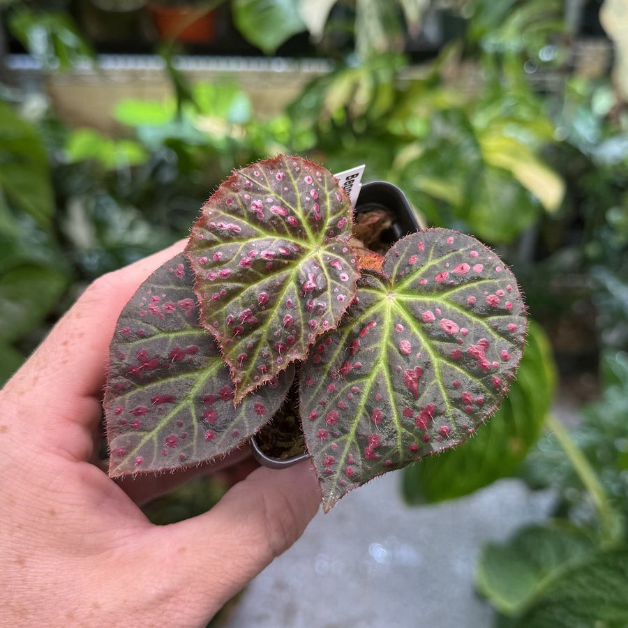 Begonia amphioxus x jiewhoei