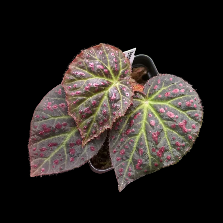 Begonia amphioxus x jiewhoei