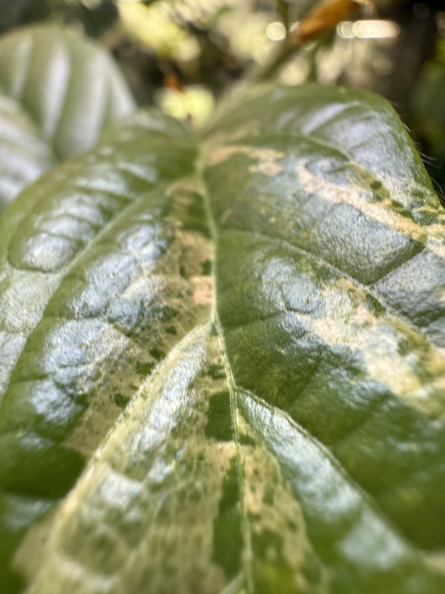 Ficus sagittata ‘Variegata’
