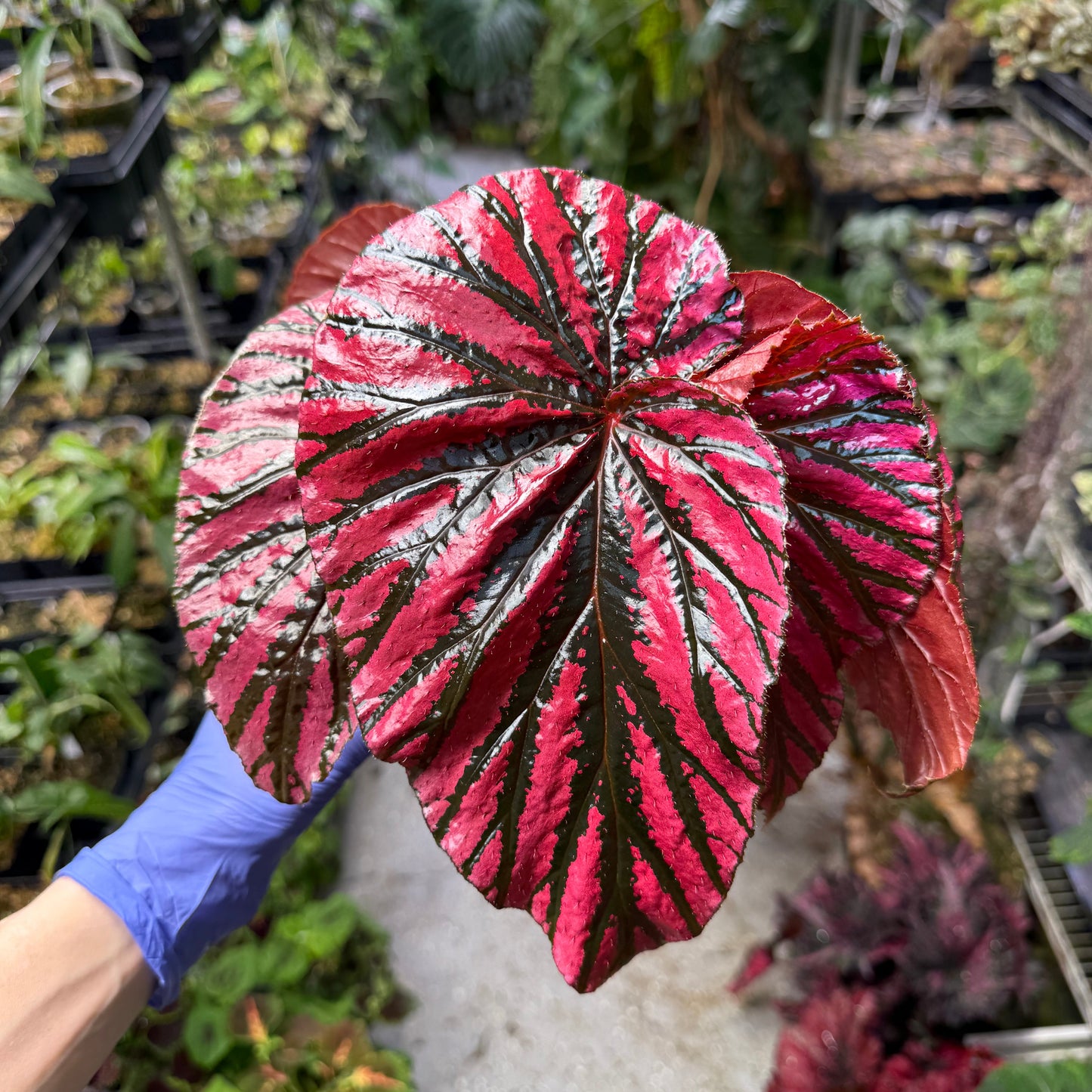 Begonia Brevirmosa