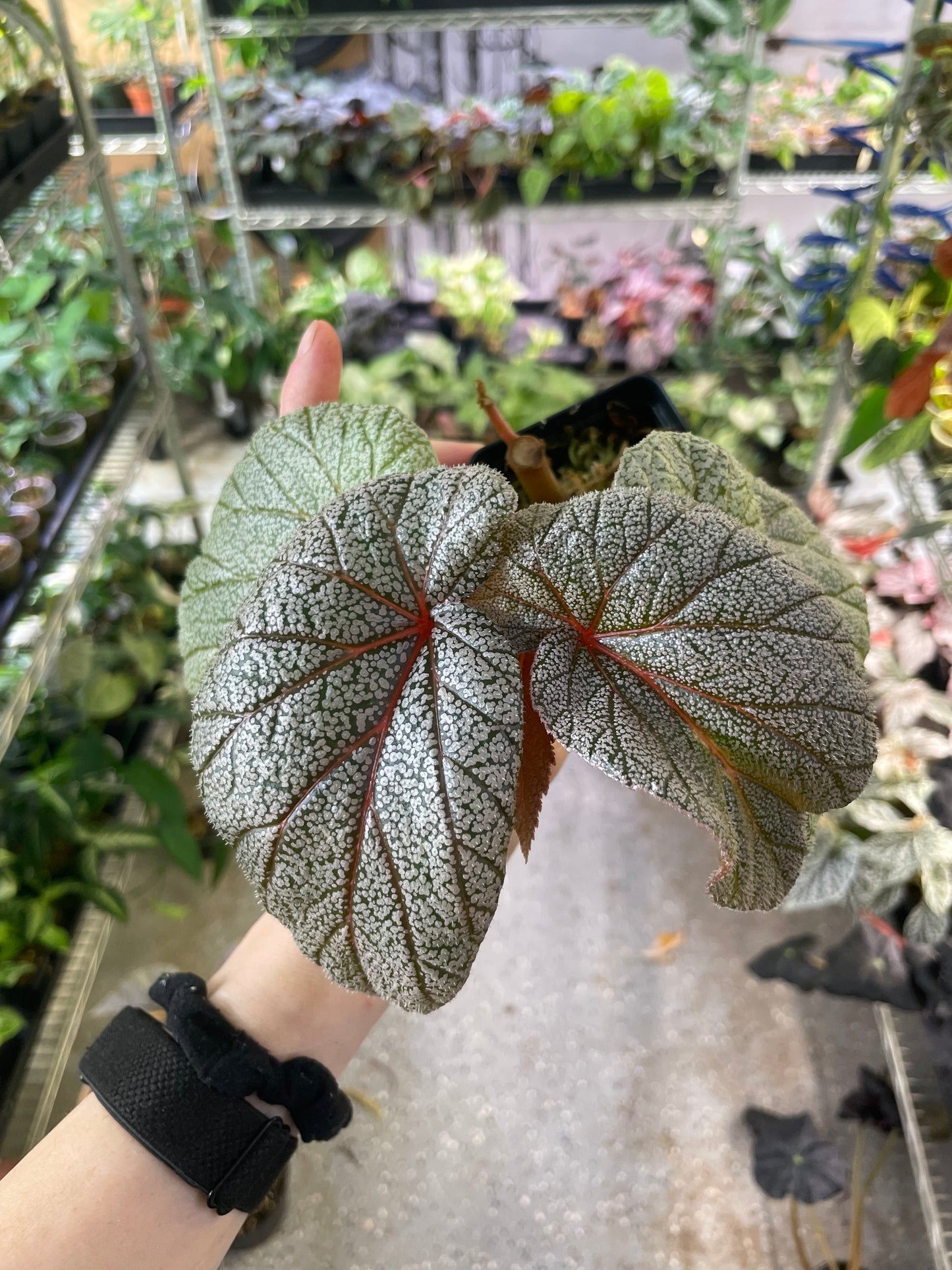 Begonia Sinbad