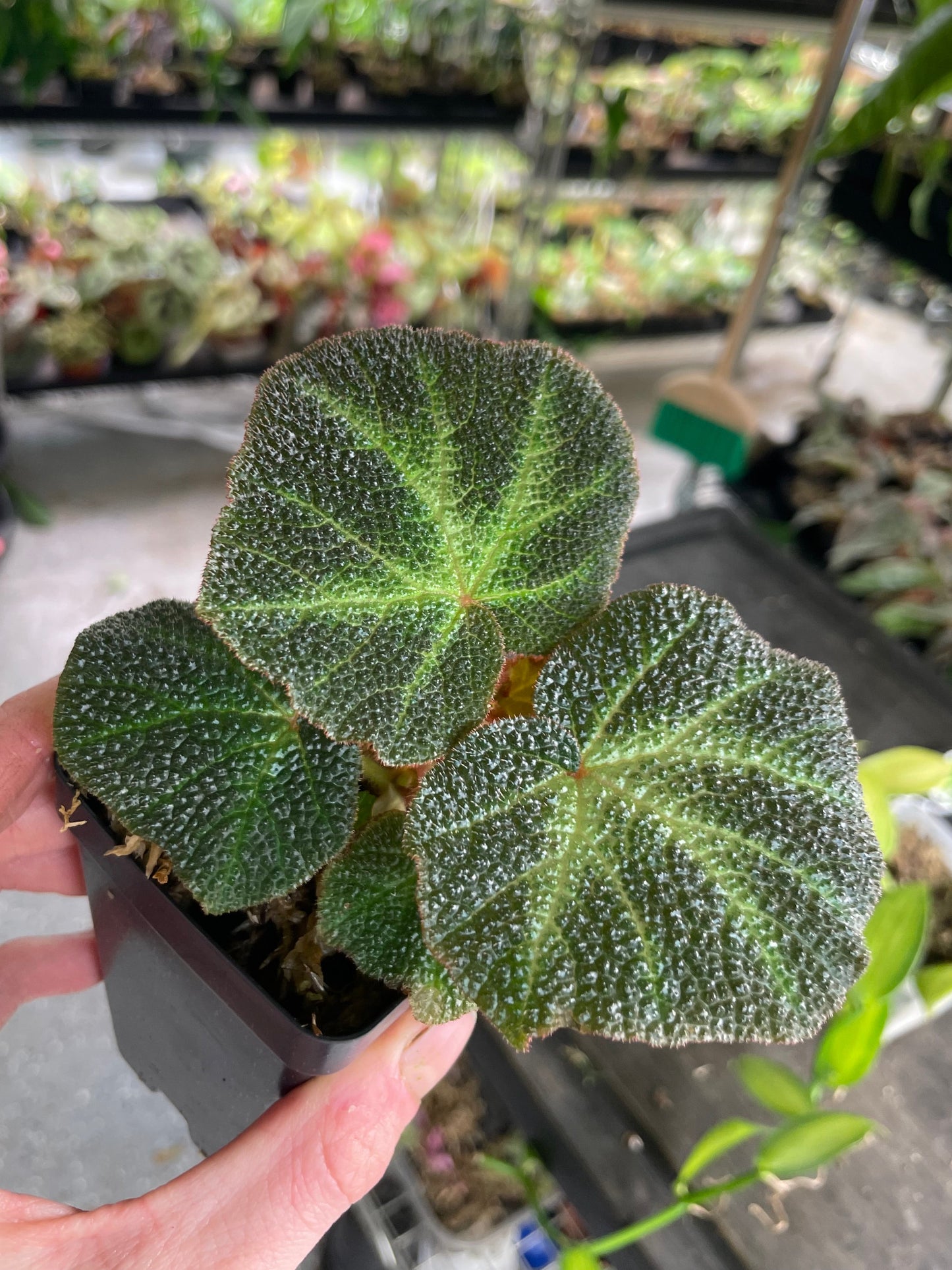 Begonia Solimutata
