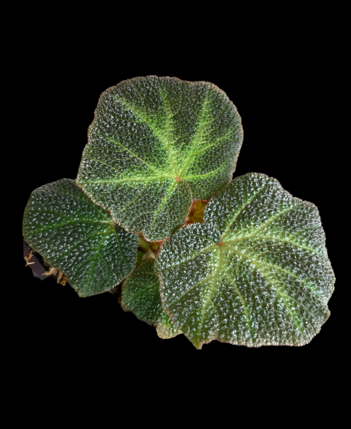 Begonia Solimutata