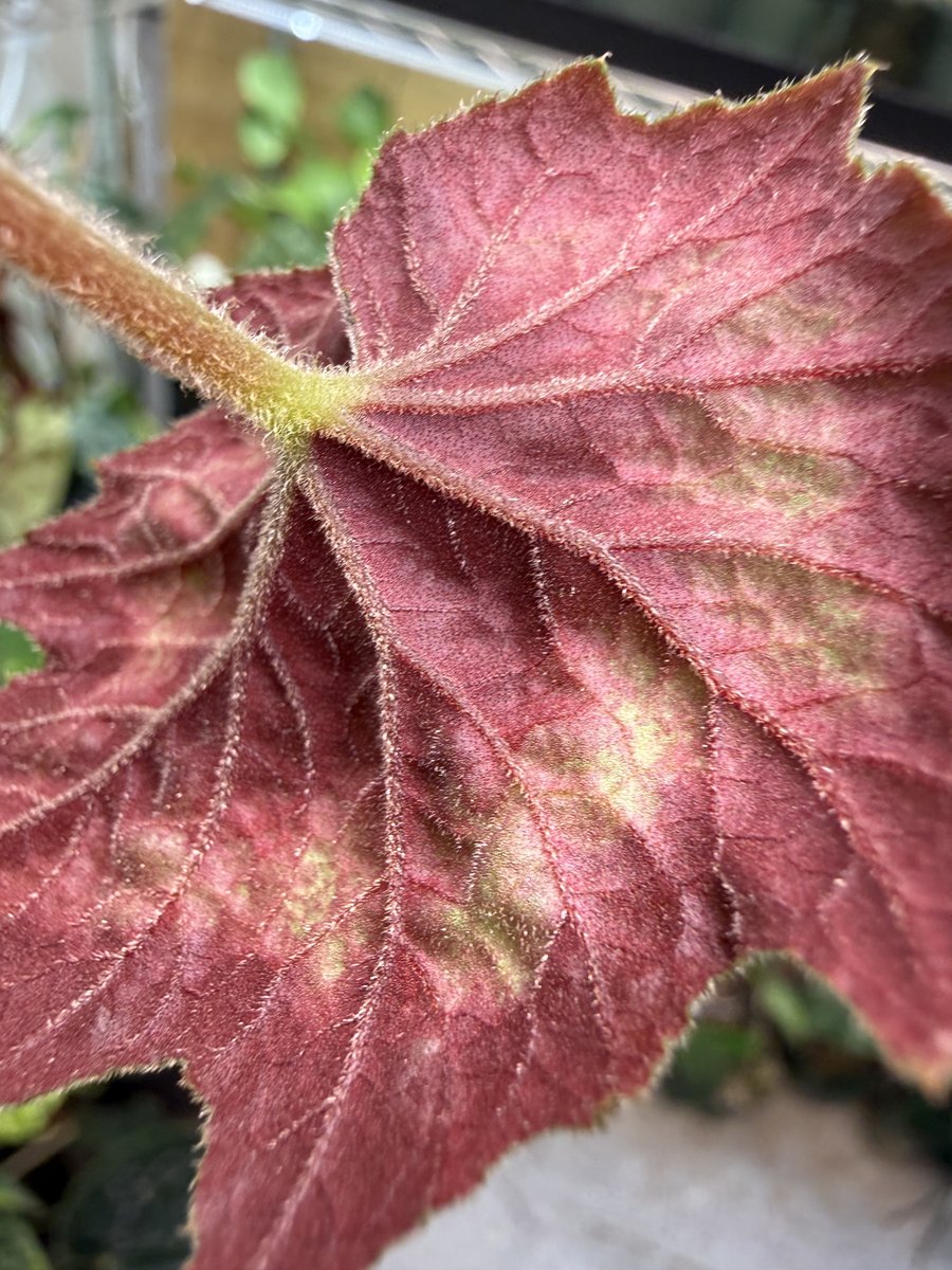Begonia aff. palmata