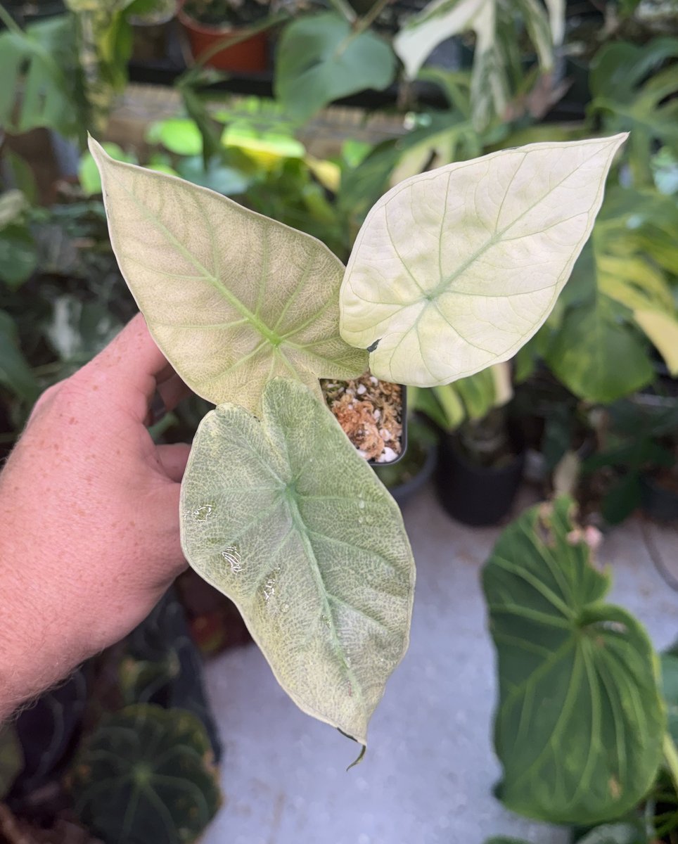 Alocasia 'Purple Haze' (Regal Shield Mint)