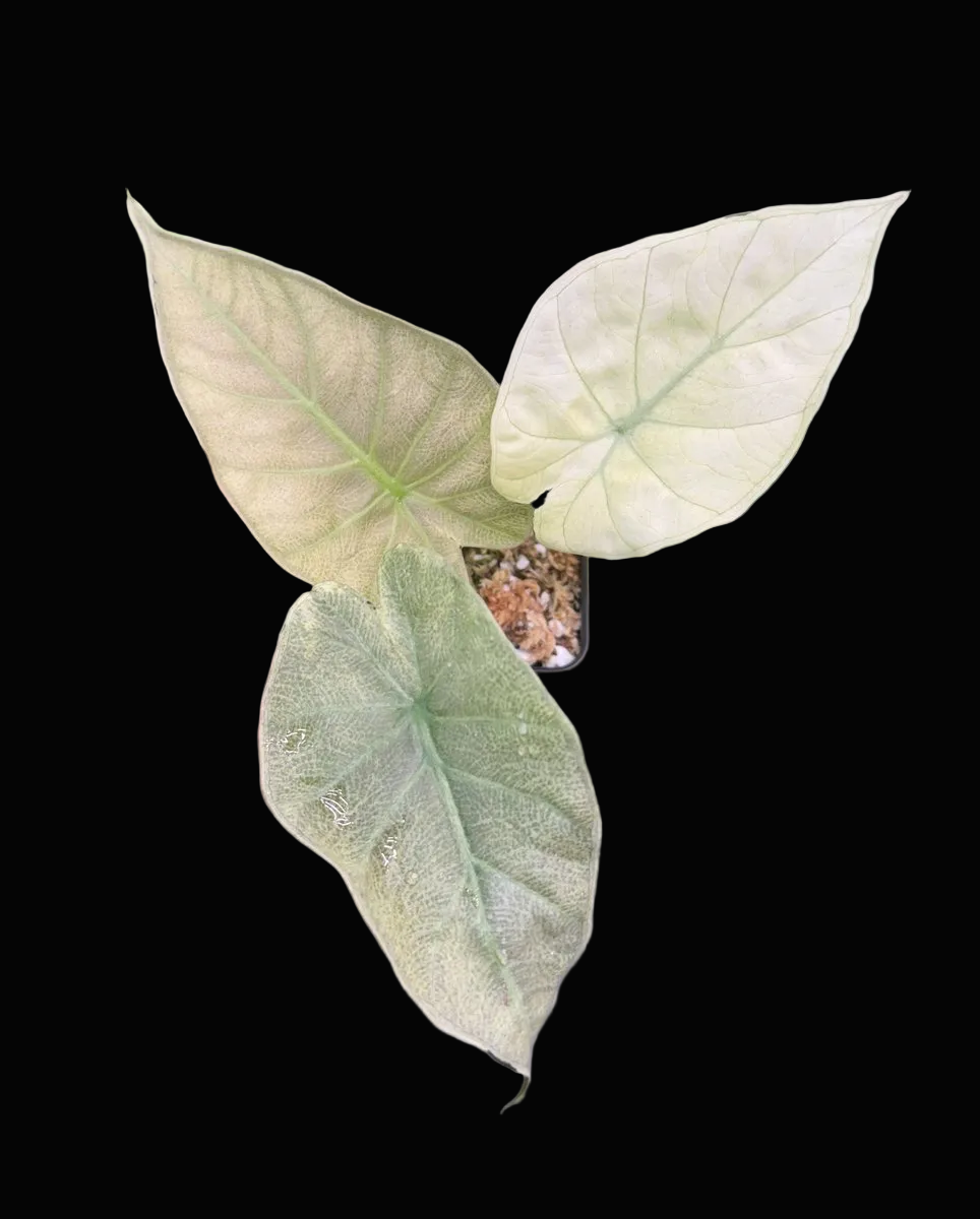 Alocasia 'Purple Haze' (Regal Shield Mint)