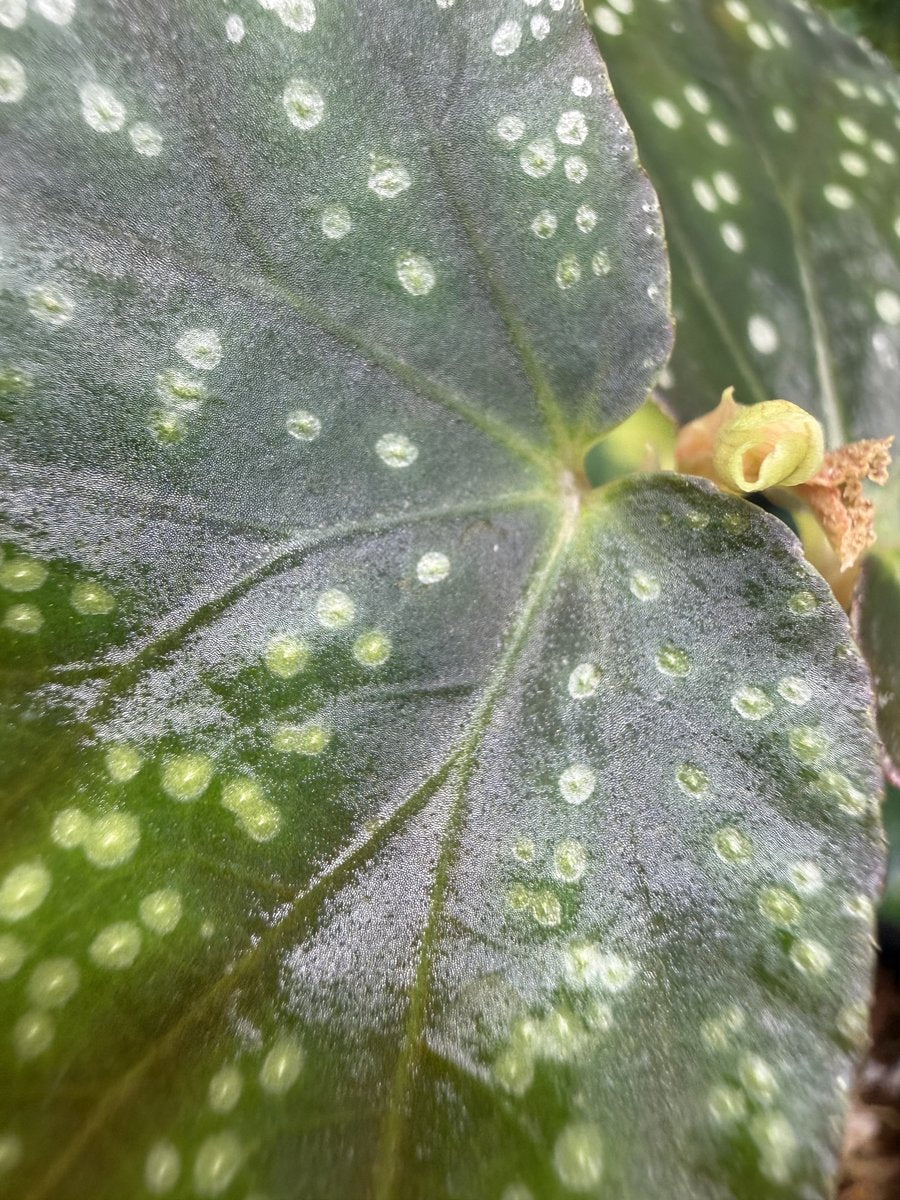 Begonia Moona