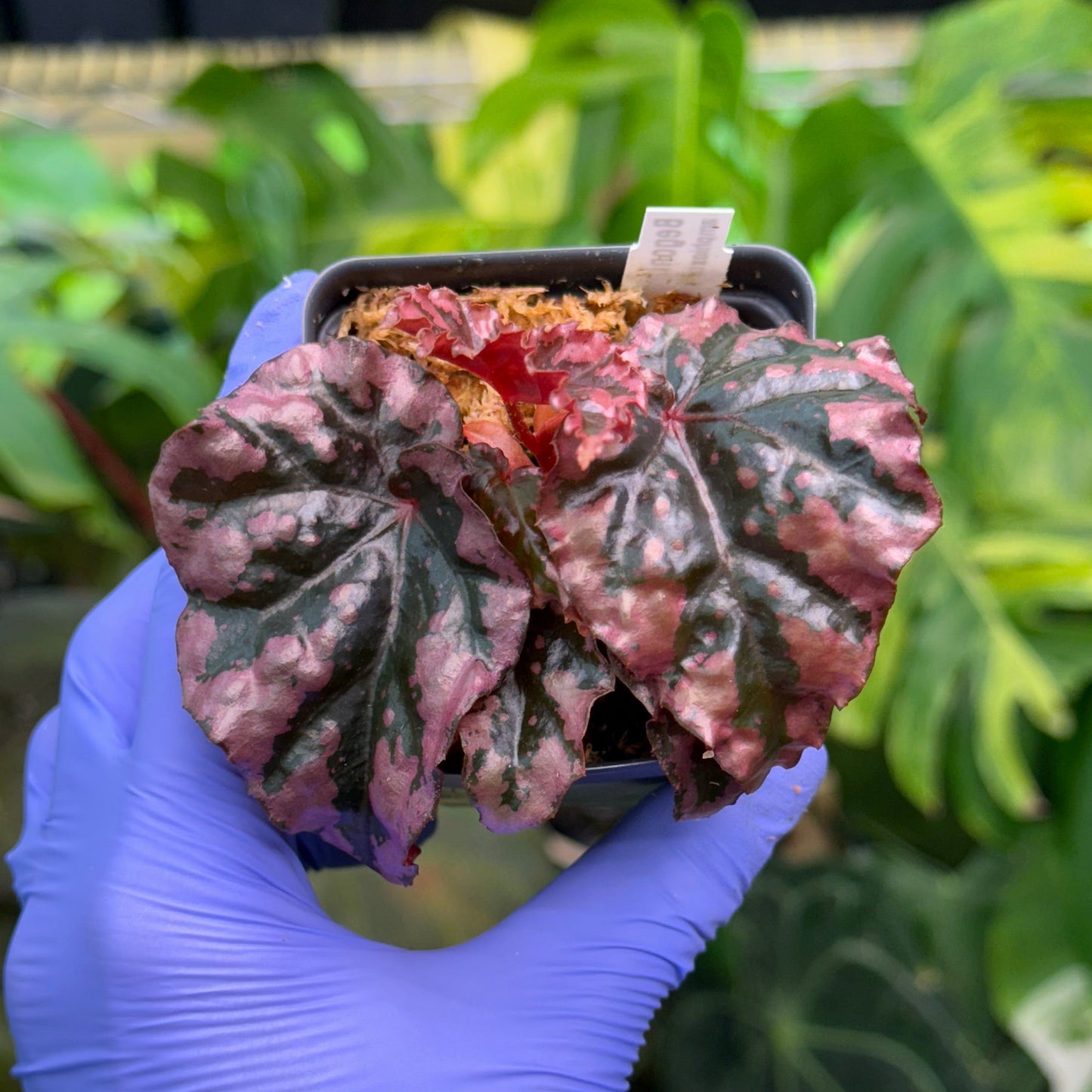 Begonia amphioxus x ignita