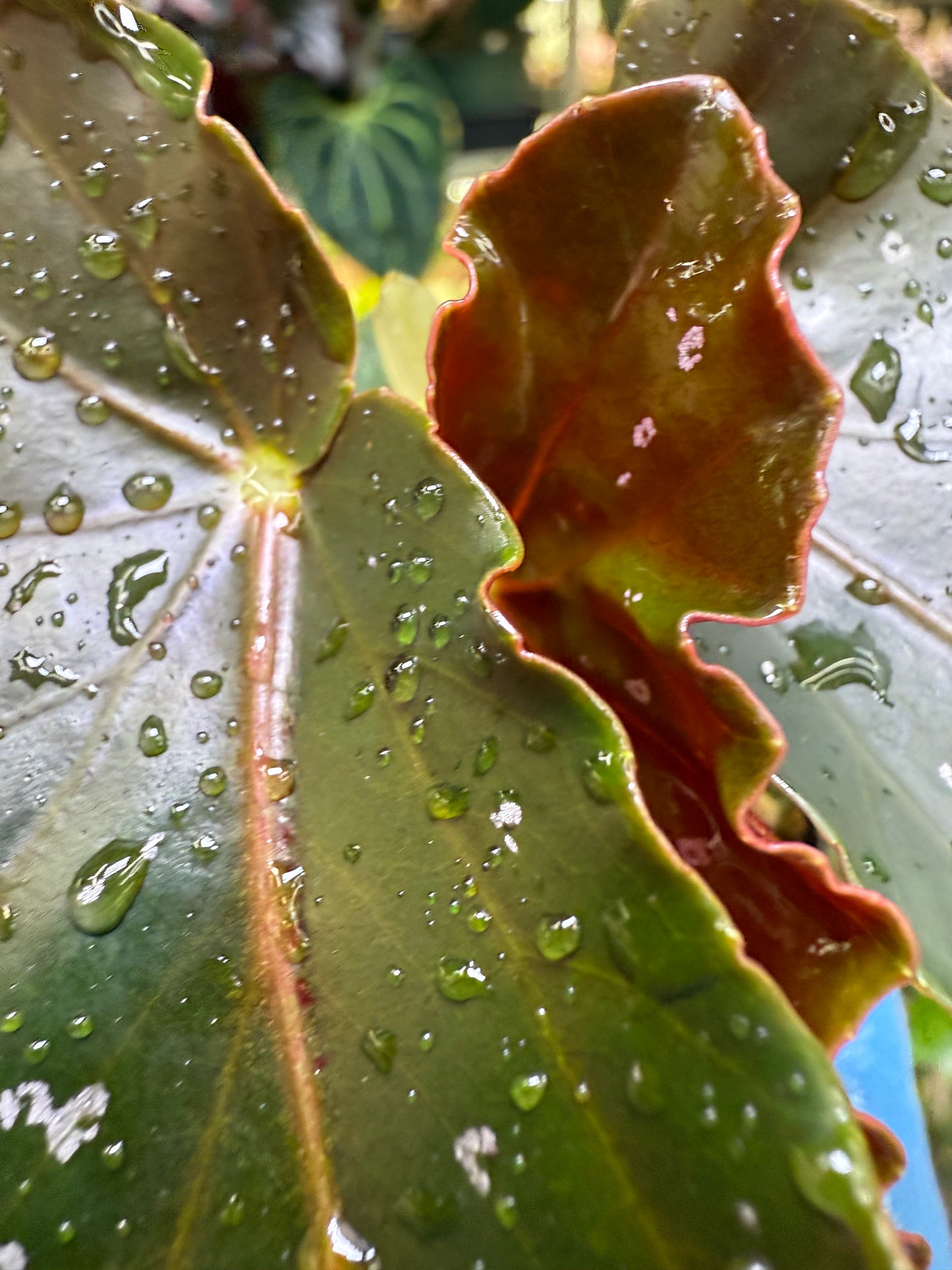 Begonia Torch
