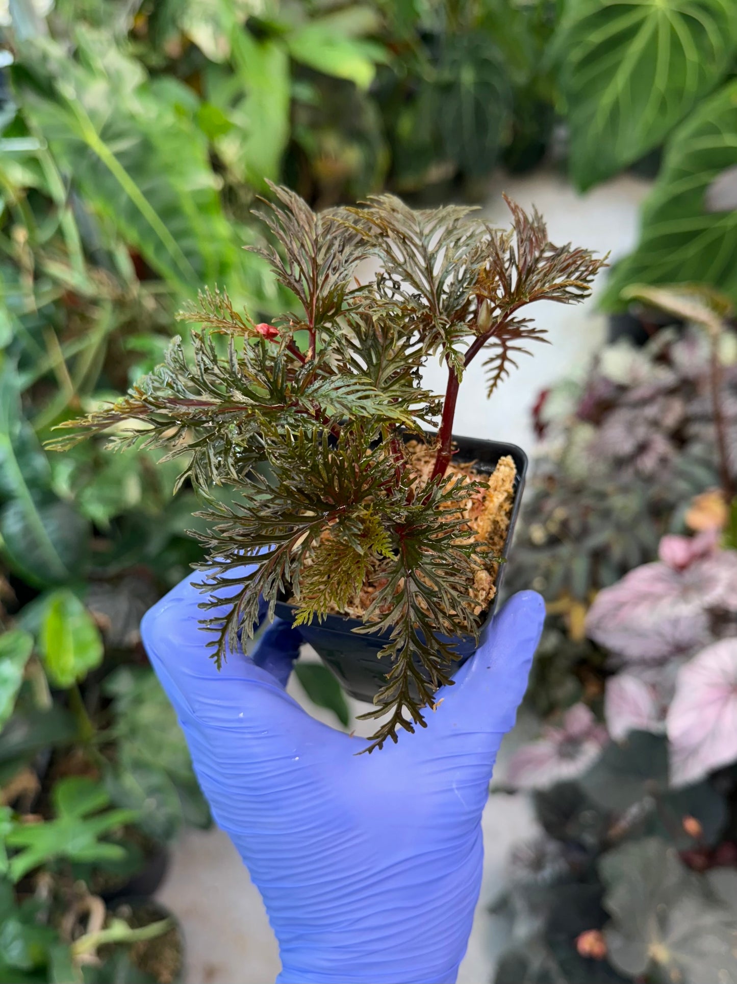 Begonia bipinnatifida