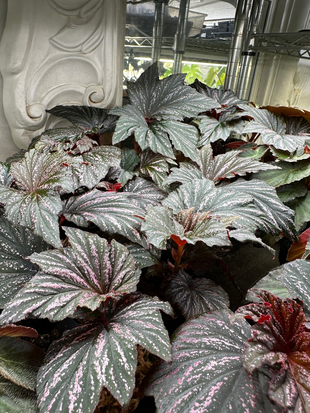 Begonia Bobbie Price