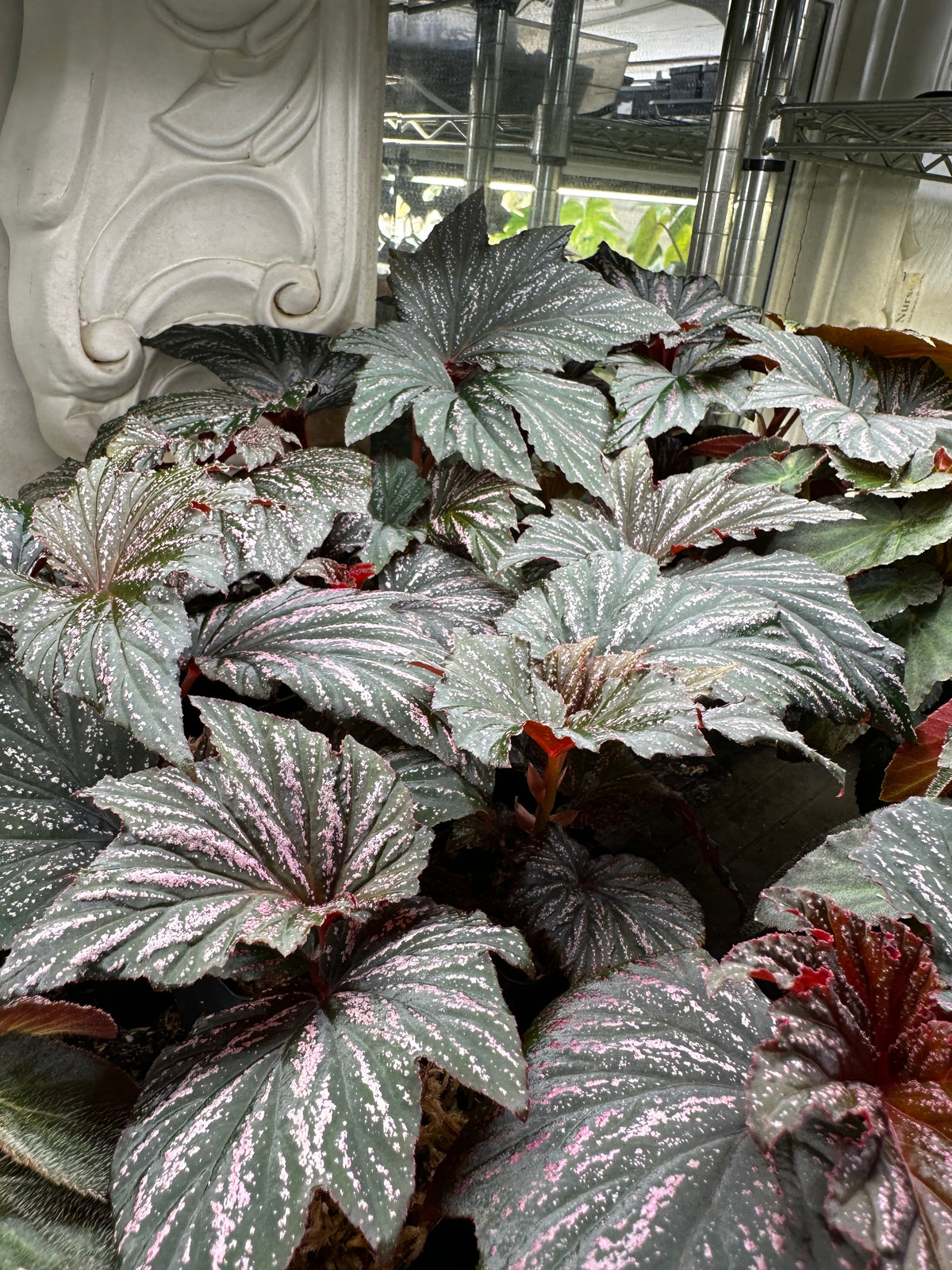 Begonia Bobbie Price