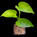 Epipremnum aureum Teruno 'Carnival' #6
