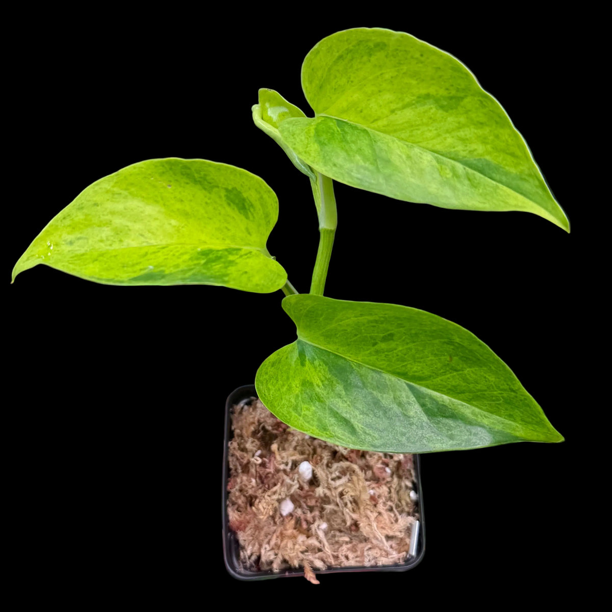 Epipremnum aureum Teruno 'Carnival' #6
