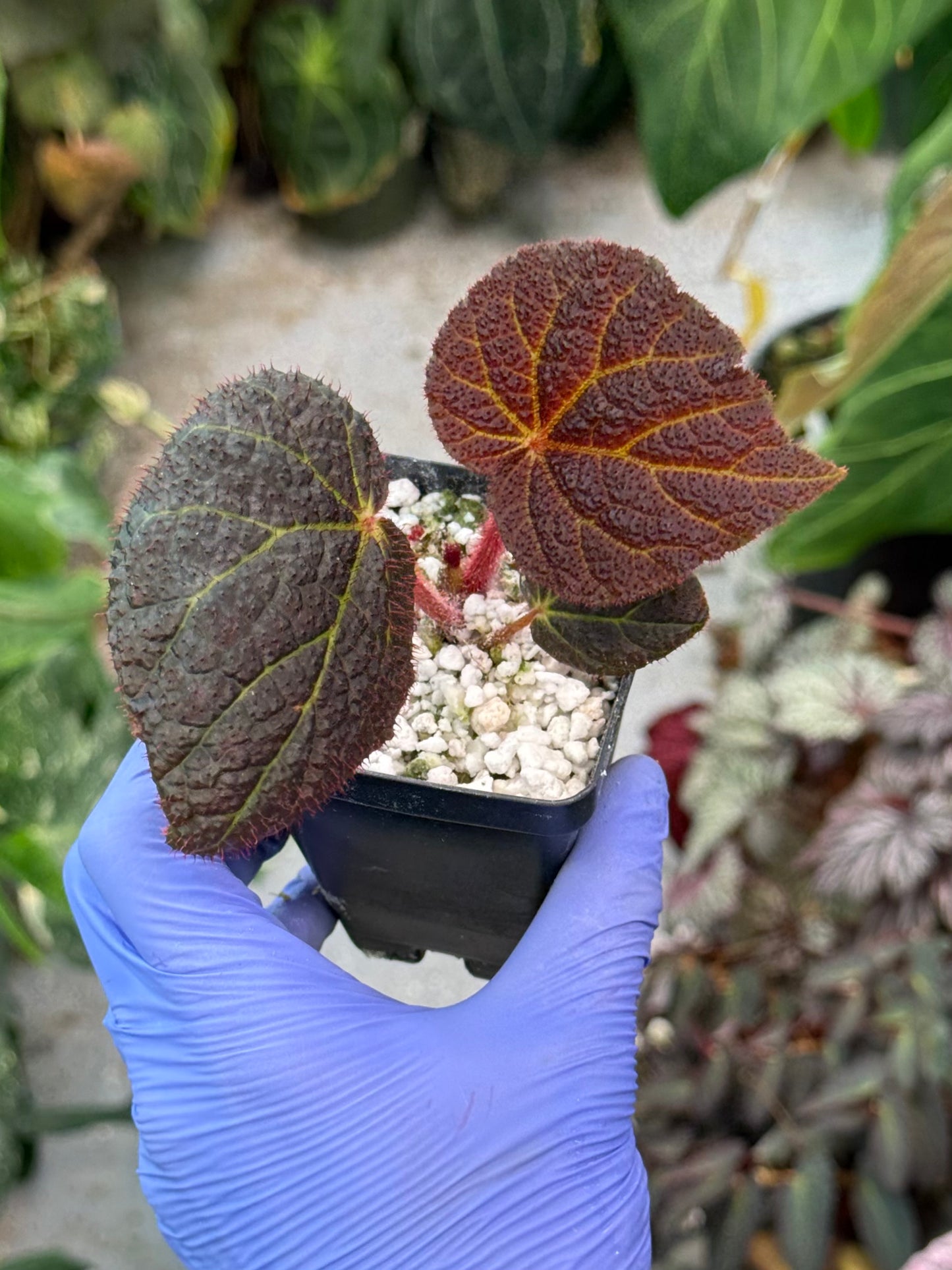 Begonia Chloroneura x Kui