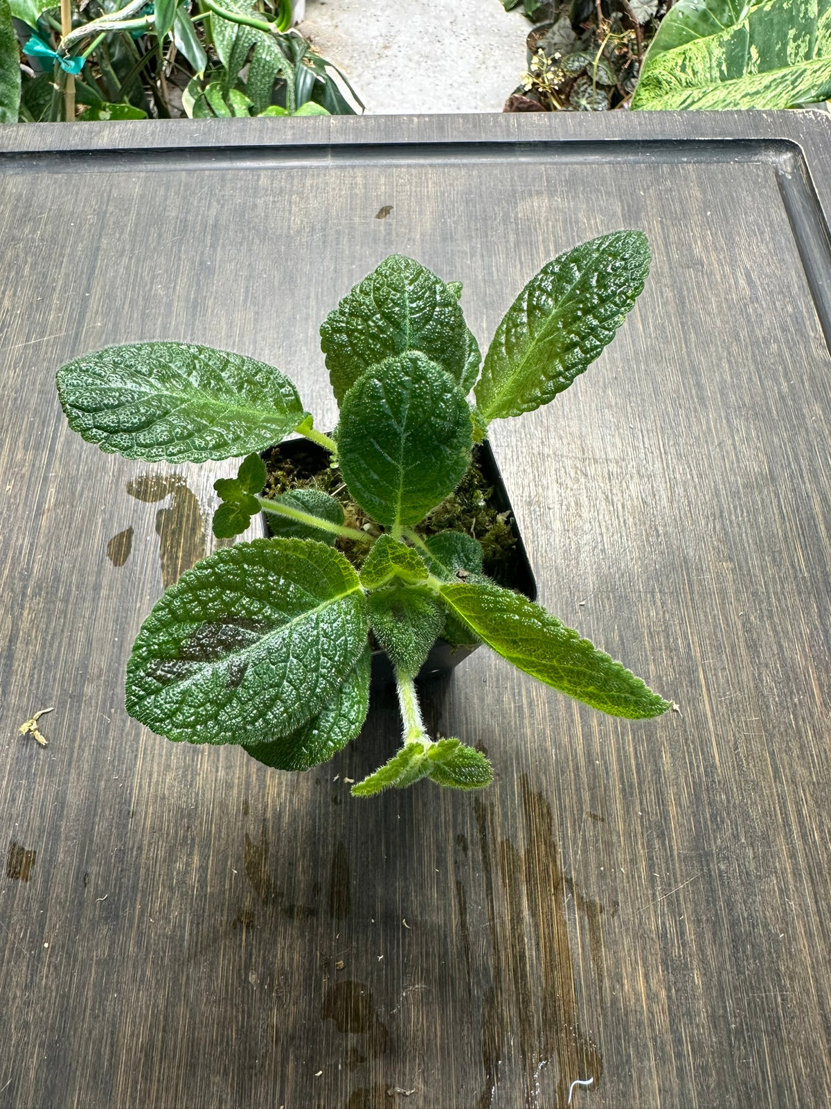 Episcia 'Slinky Pink'