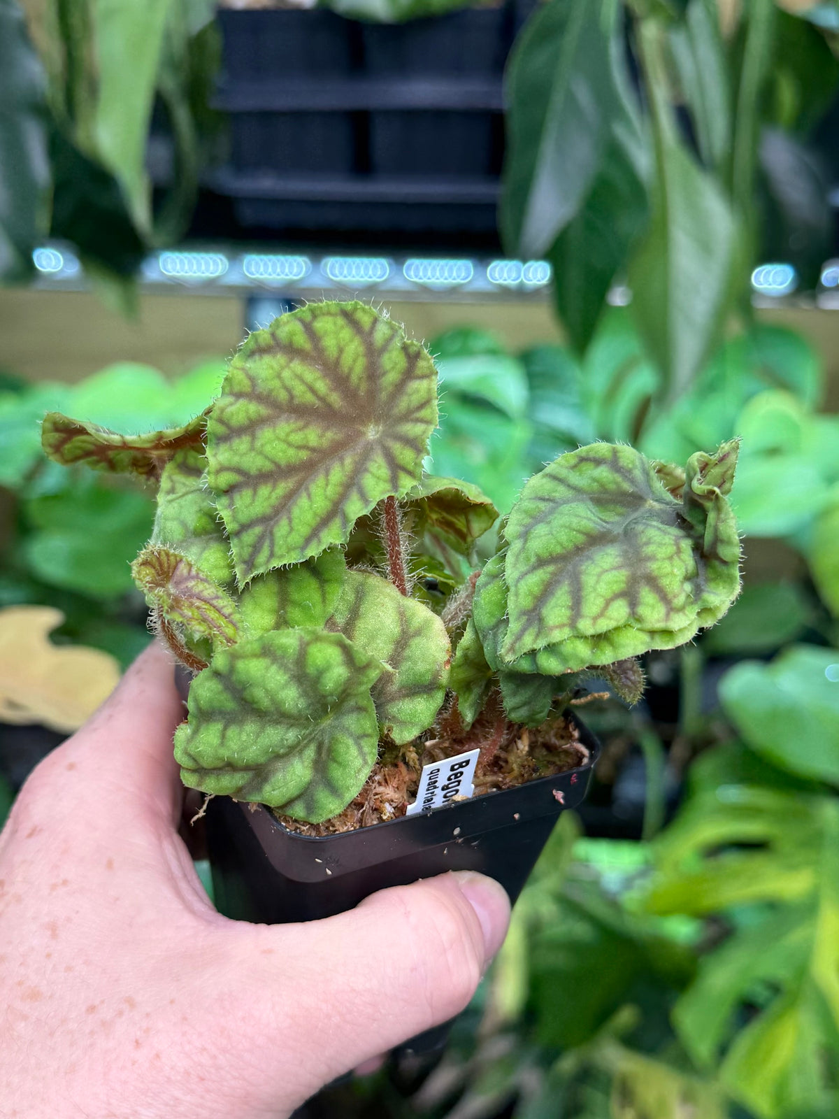 Begonia quadrialata ssp. nimbaensis