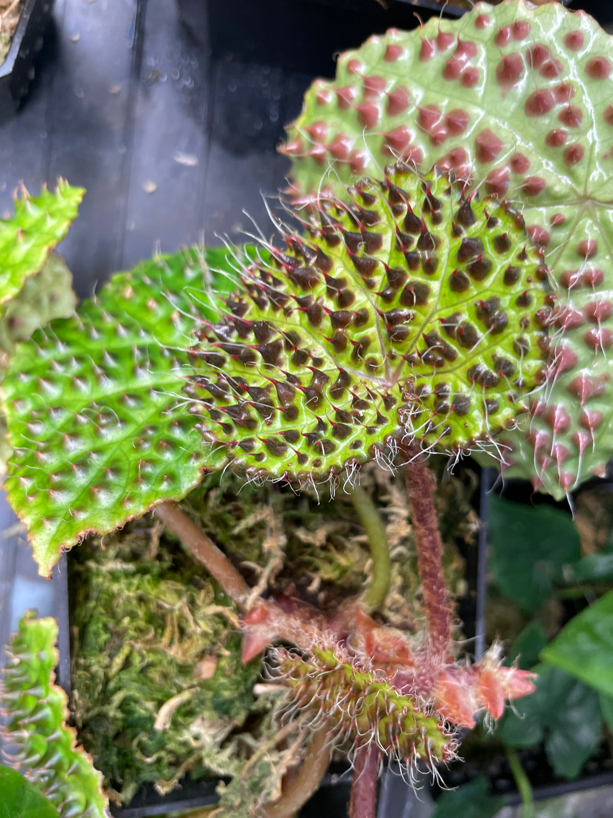 Begonia Melanobullata