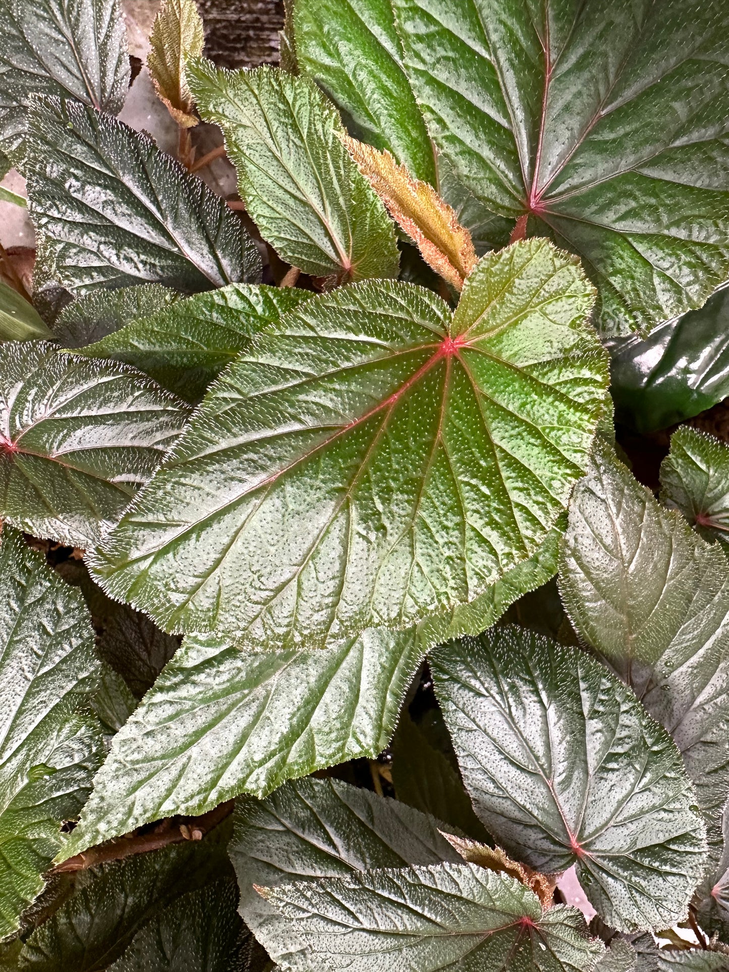 Begonia Serenity