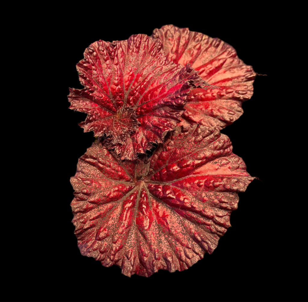 Begonia Harmony's Love Hurts