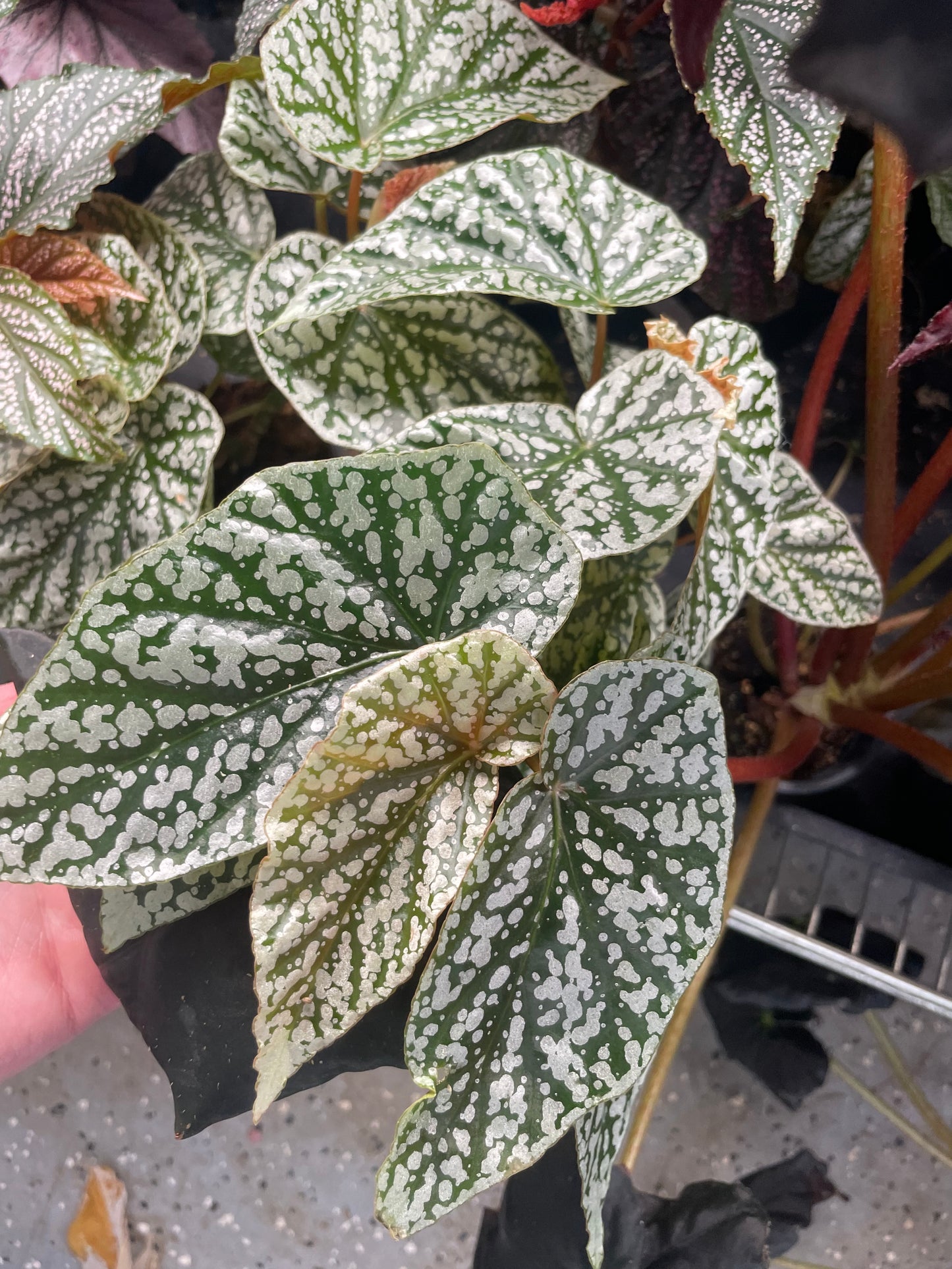 Begonia Snow Capped