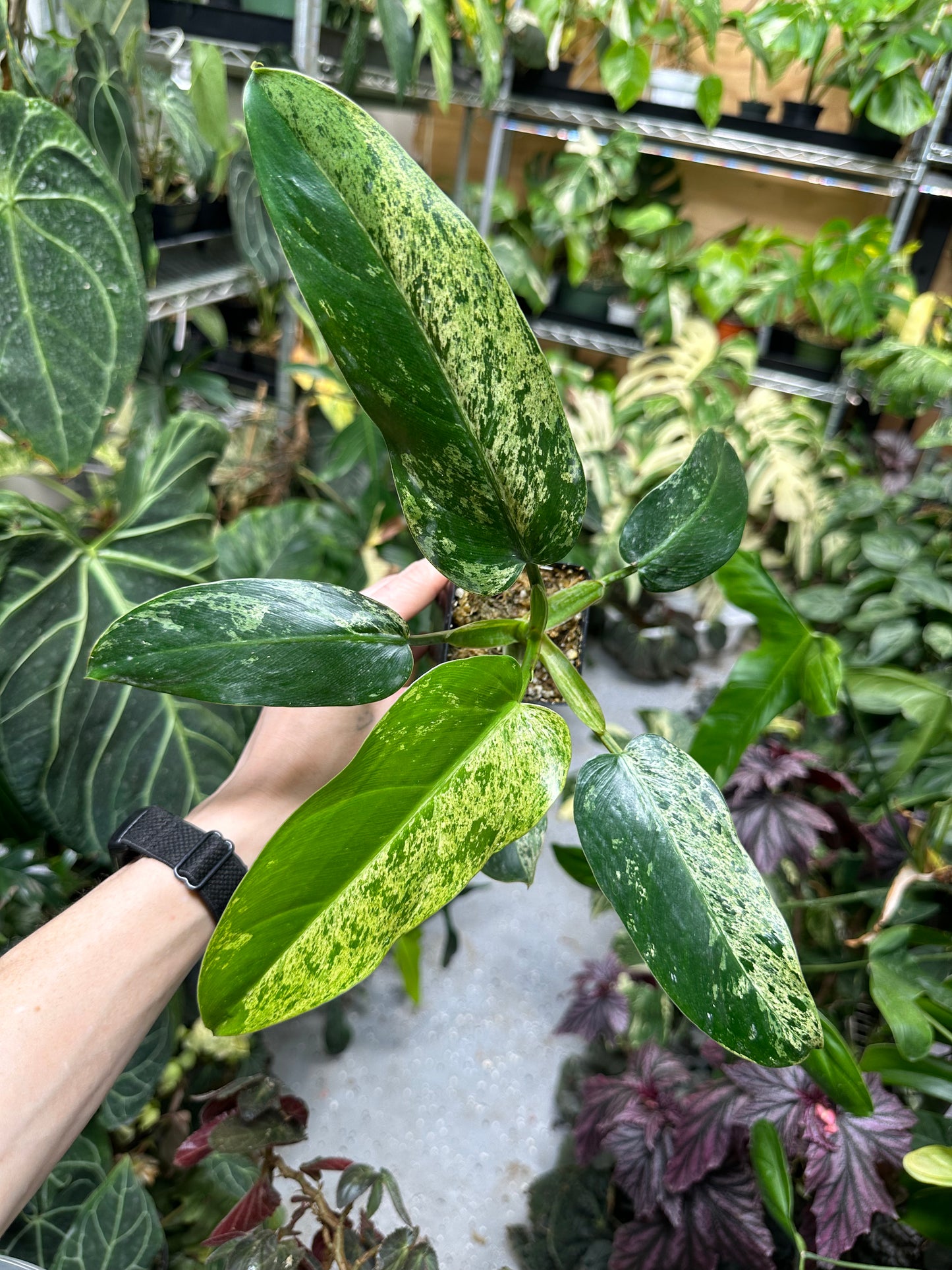 PURGE Philodendron Whipple Way Mint