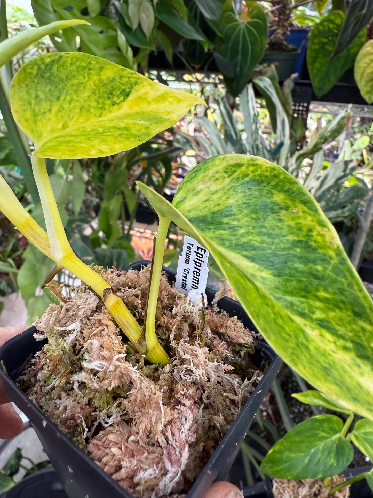 Epipremnum aureum Teruno 'Crystal Green' #25
