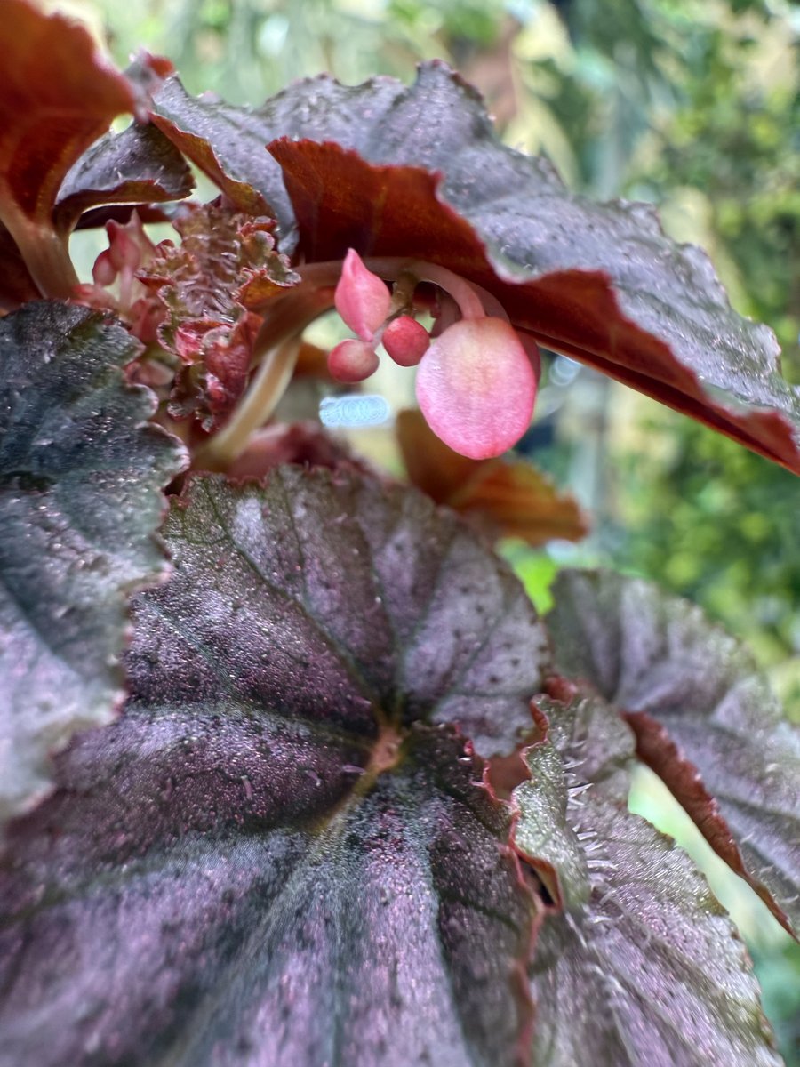 Begonia bartonea hort.