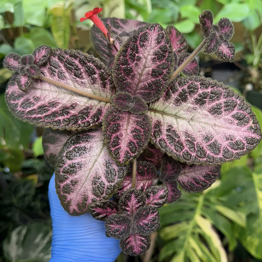 Episcia 'Winterberry'
