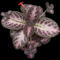 Episcia 'Winterberry'