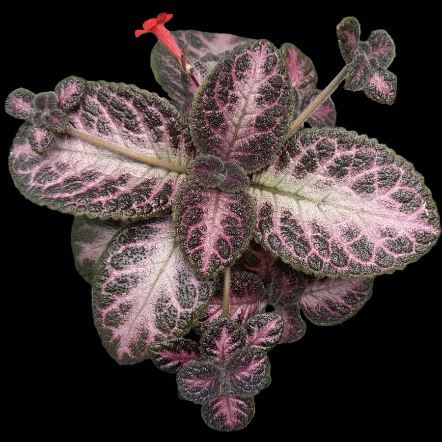 Episcia 'Winterberry'