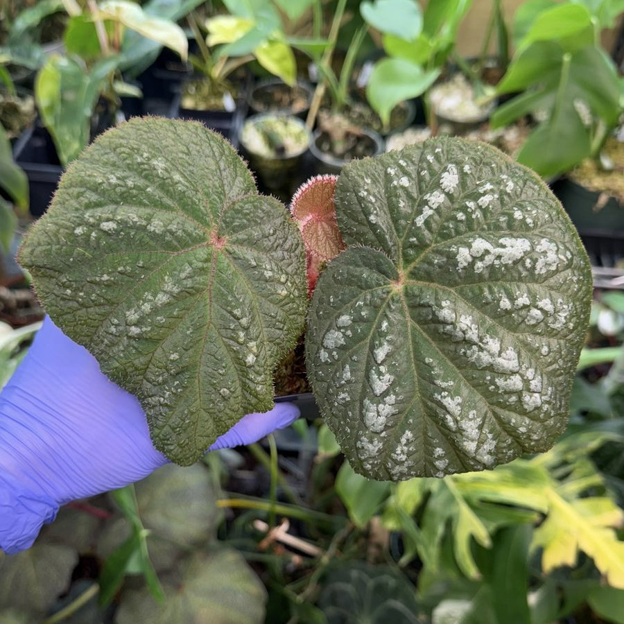 Begonia U521