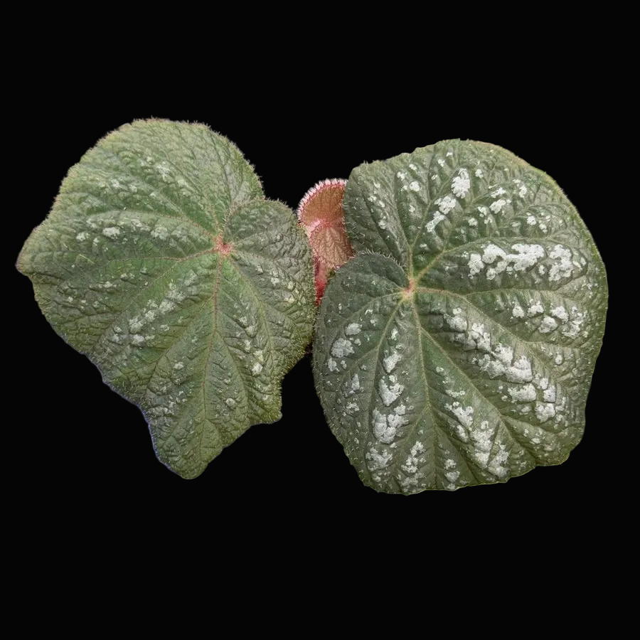 Begonia U521