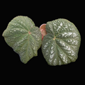 Begonia U521