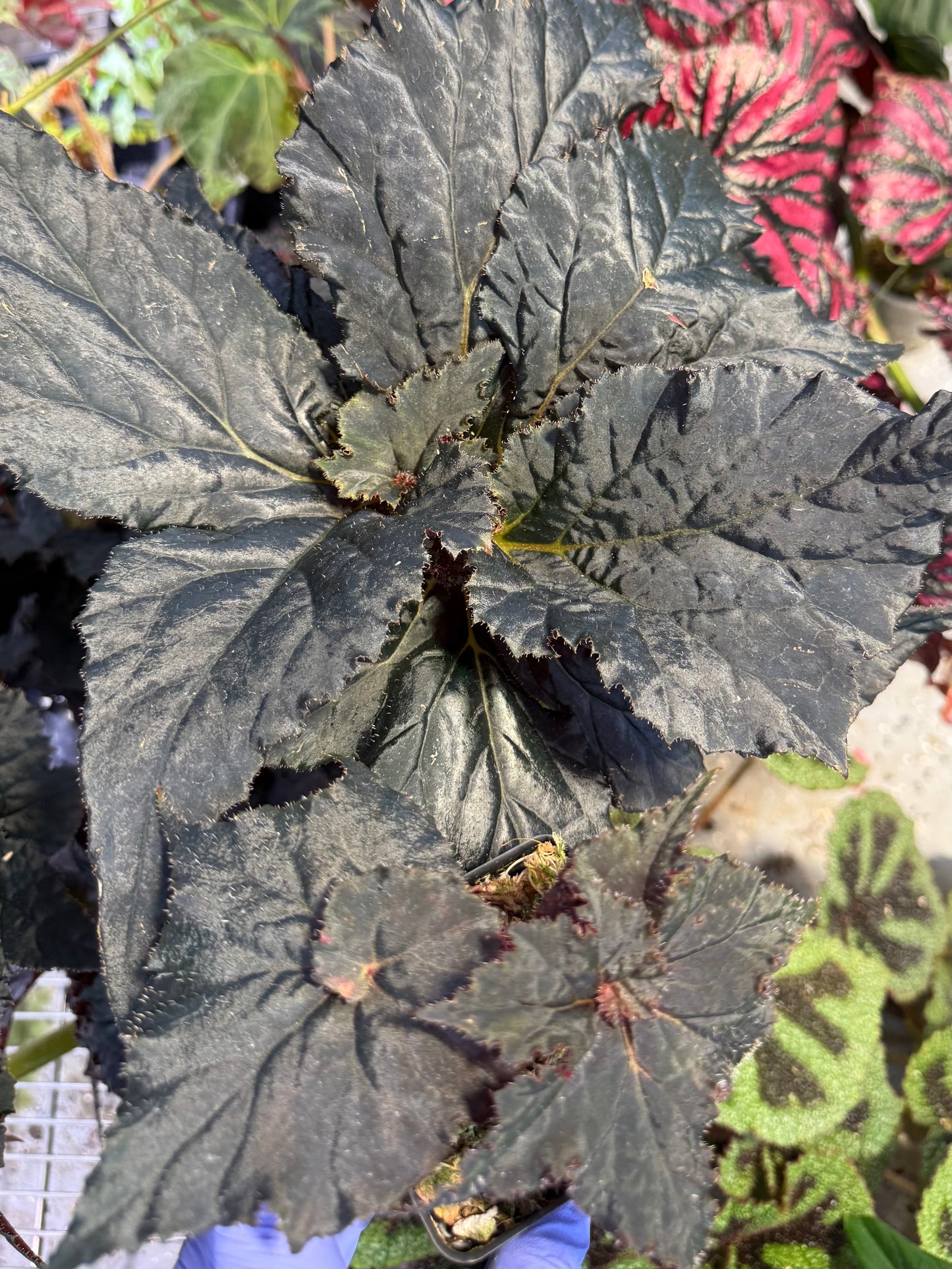 Begonia Florida Hybrid