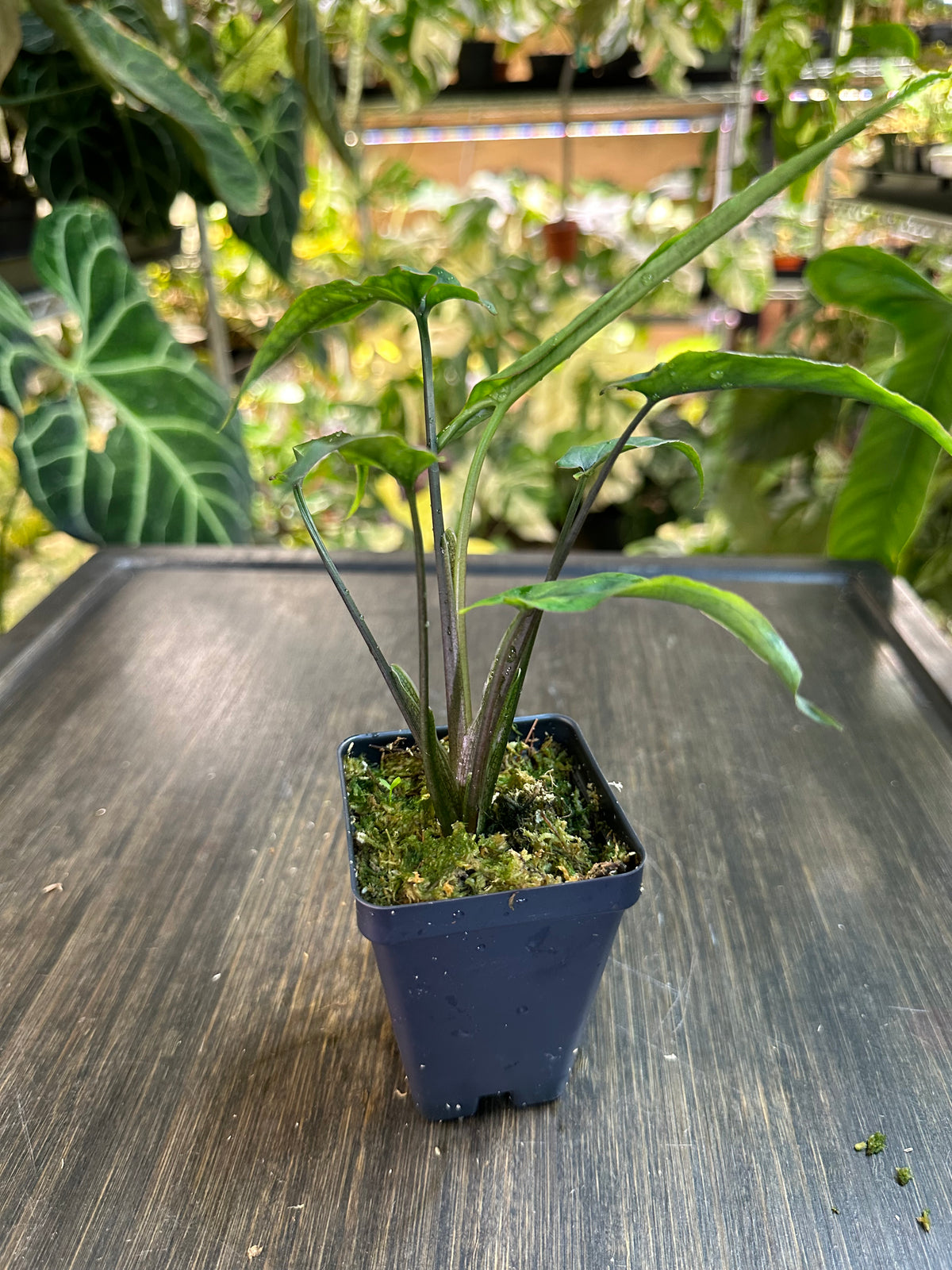 Syngonium Lance Leaf