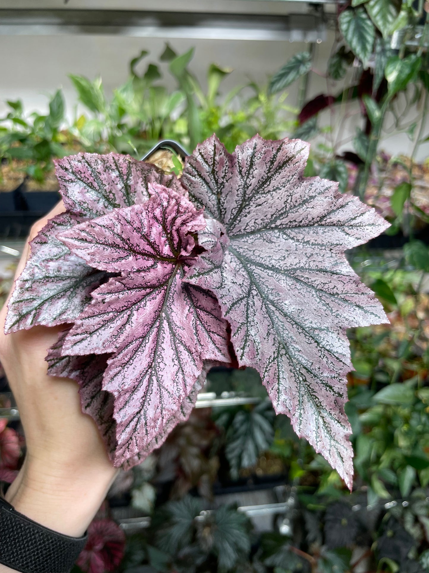 Begonia Pink Minx