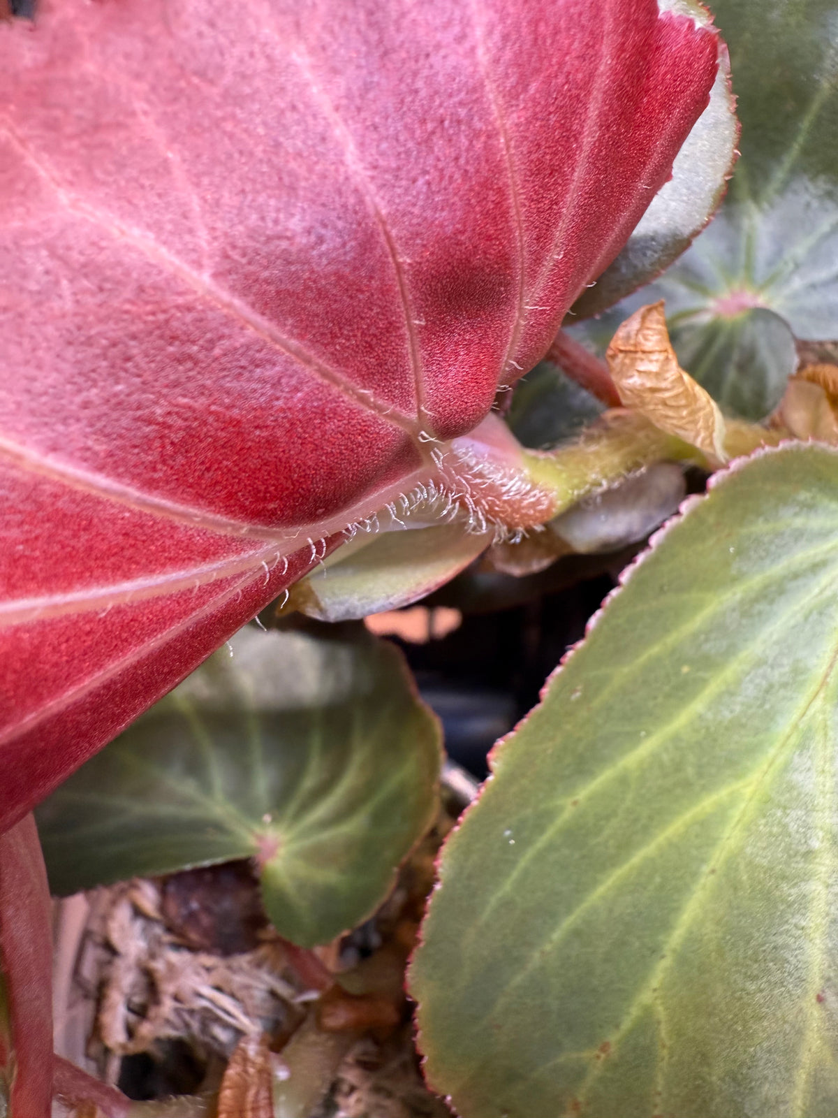 Begonia Panasoffkee