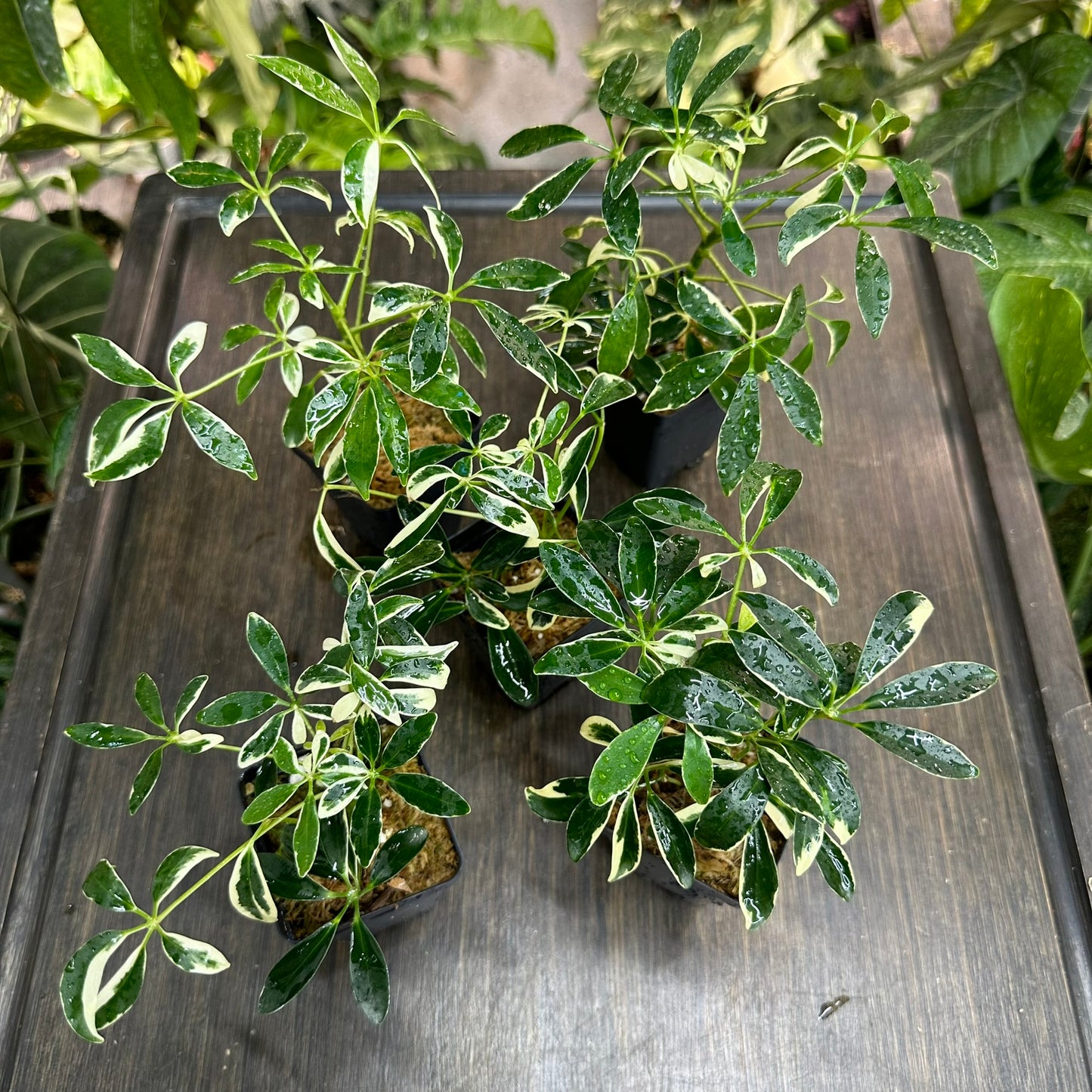 Schefflera Arboricola Variegata