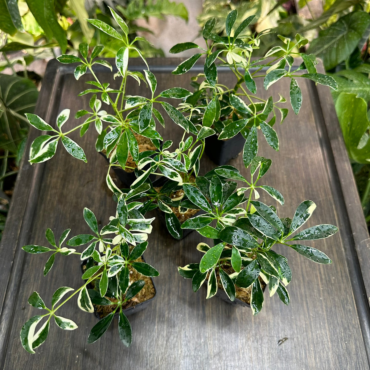 Schefflera Arboricola Variegata