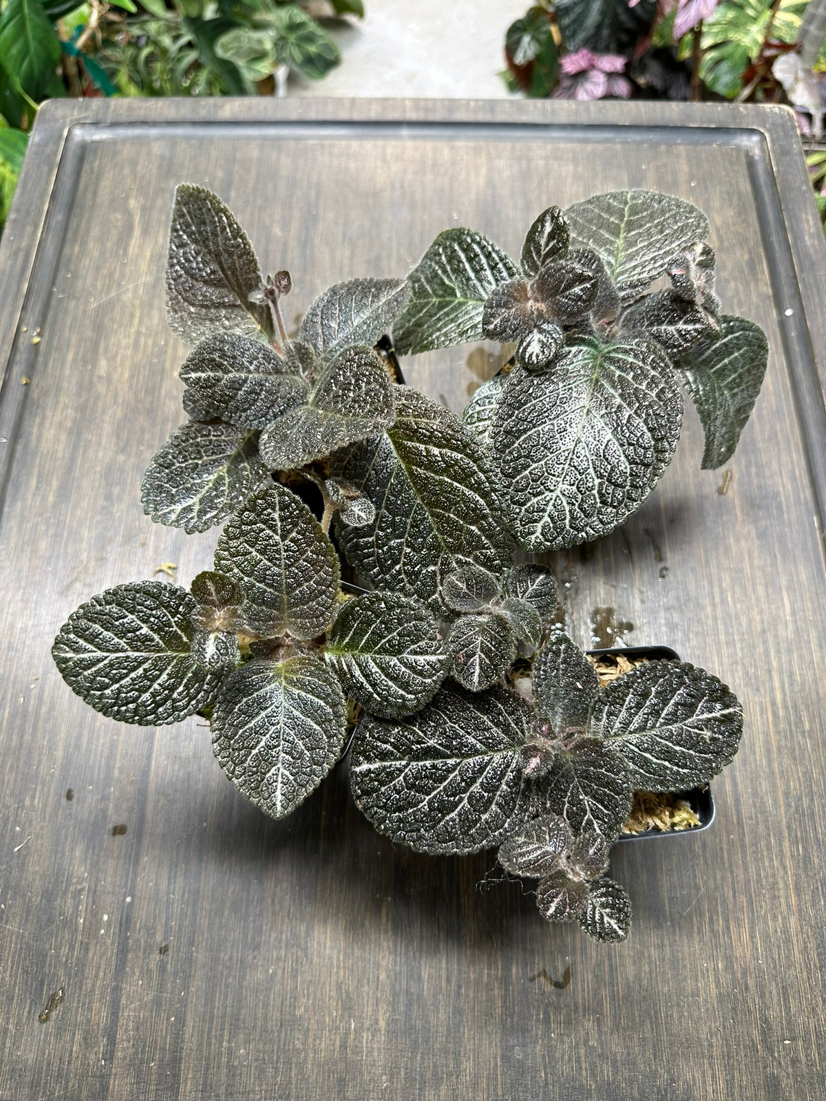 Episcia 'Longwood Gardens'