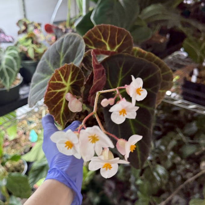 Begonia Caravan