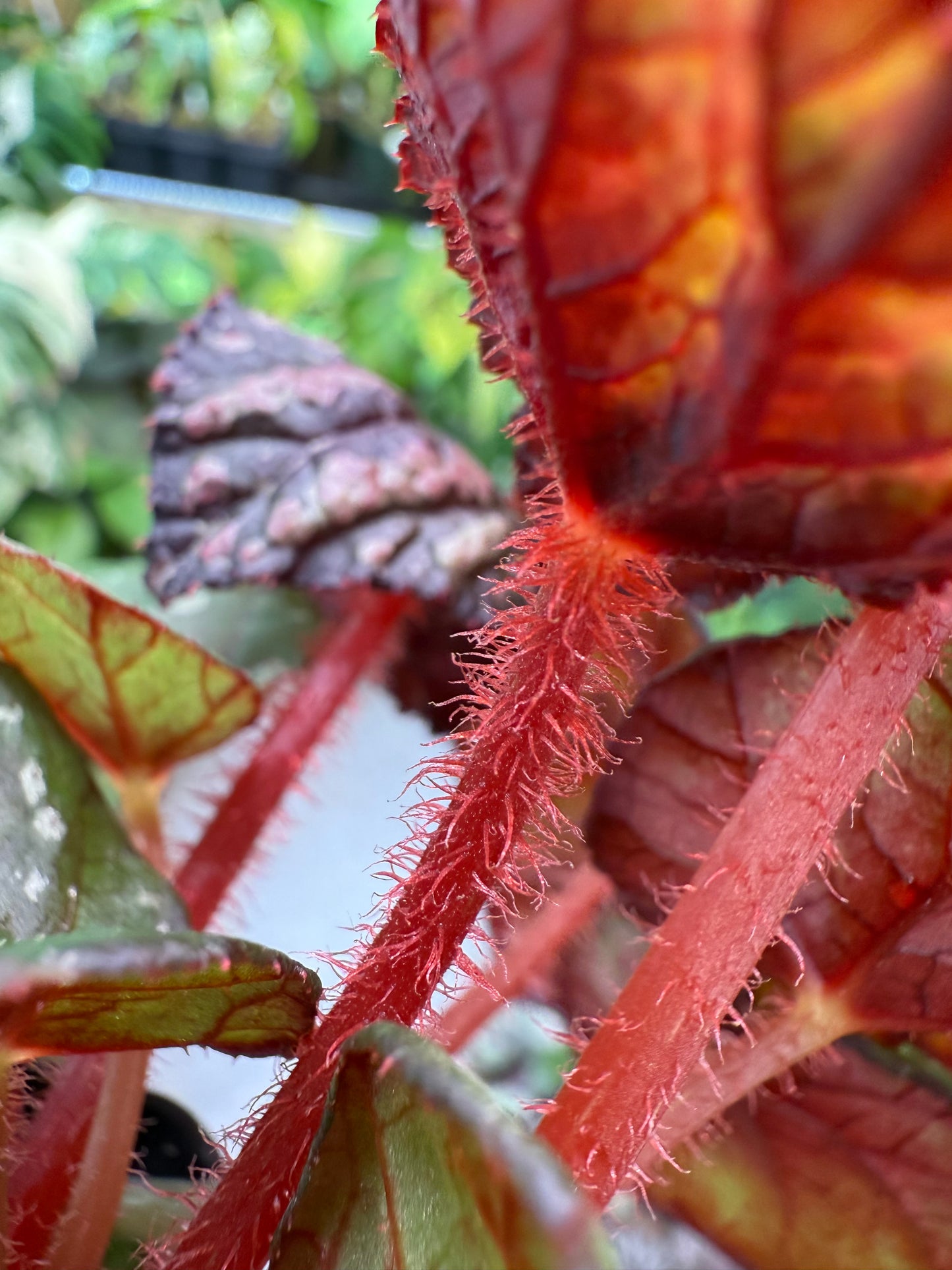 Begonia Steve's Leaves Bumble Bee