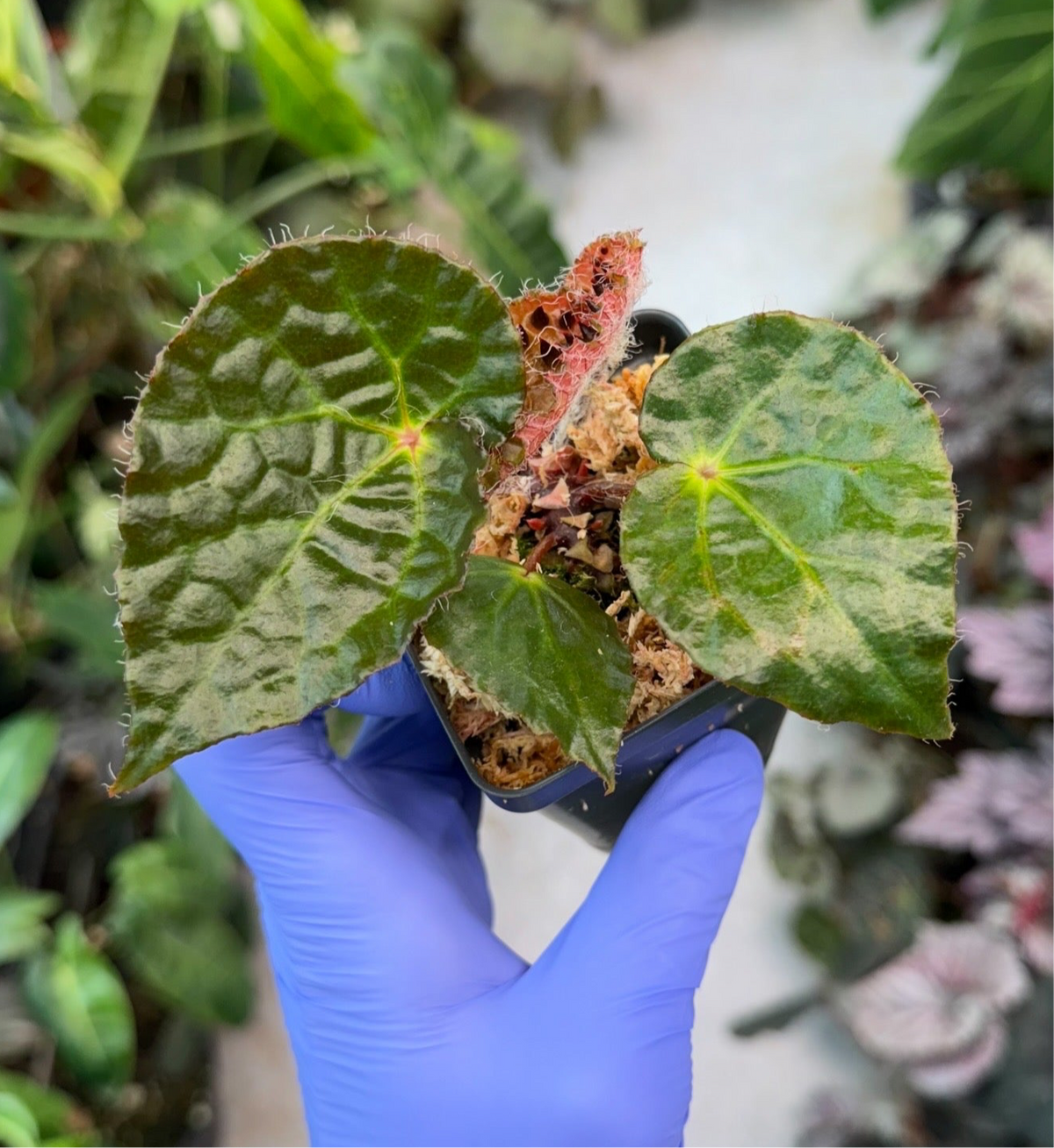 Begonia Ferox