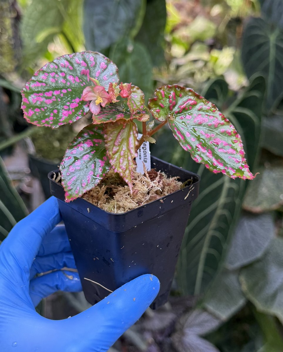 Begonia Negrosensis