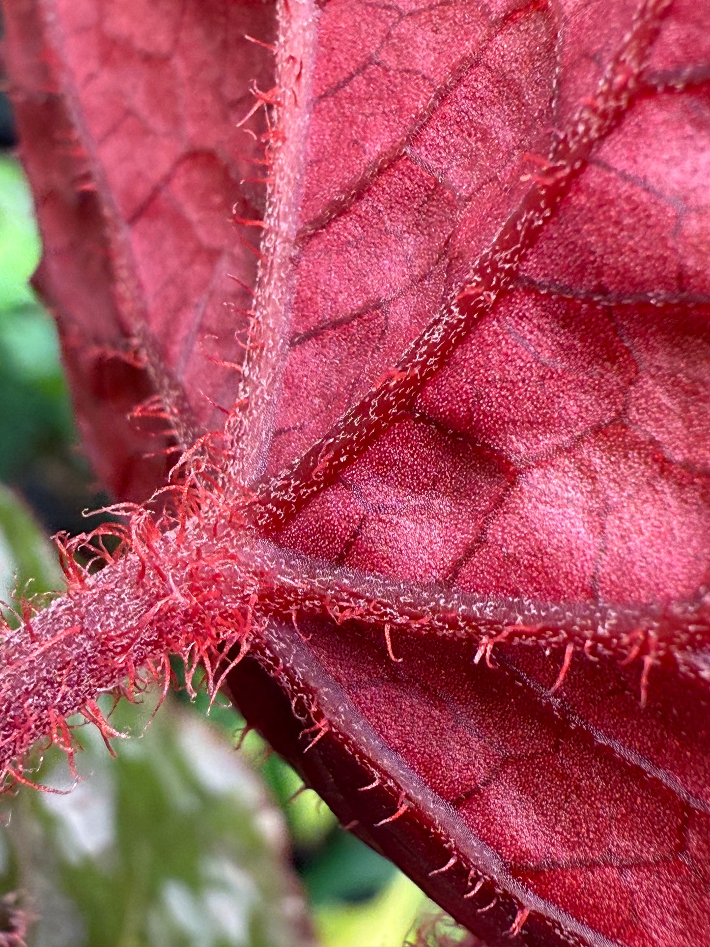 Begonia Betsy