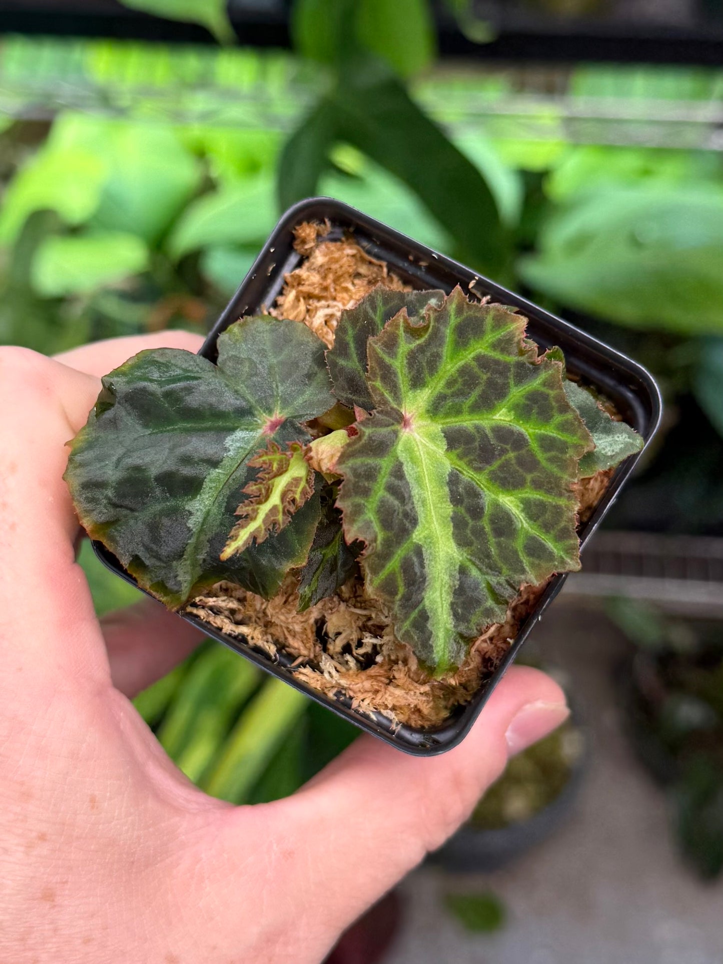 Begonia bolsteri