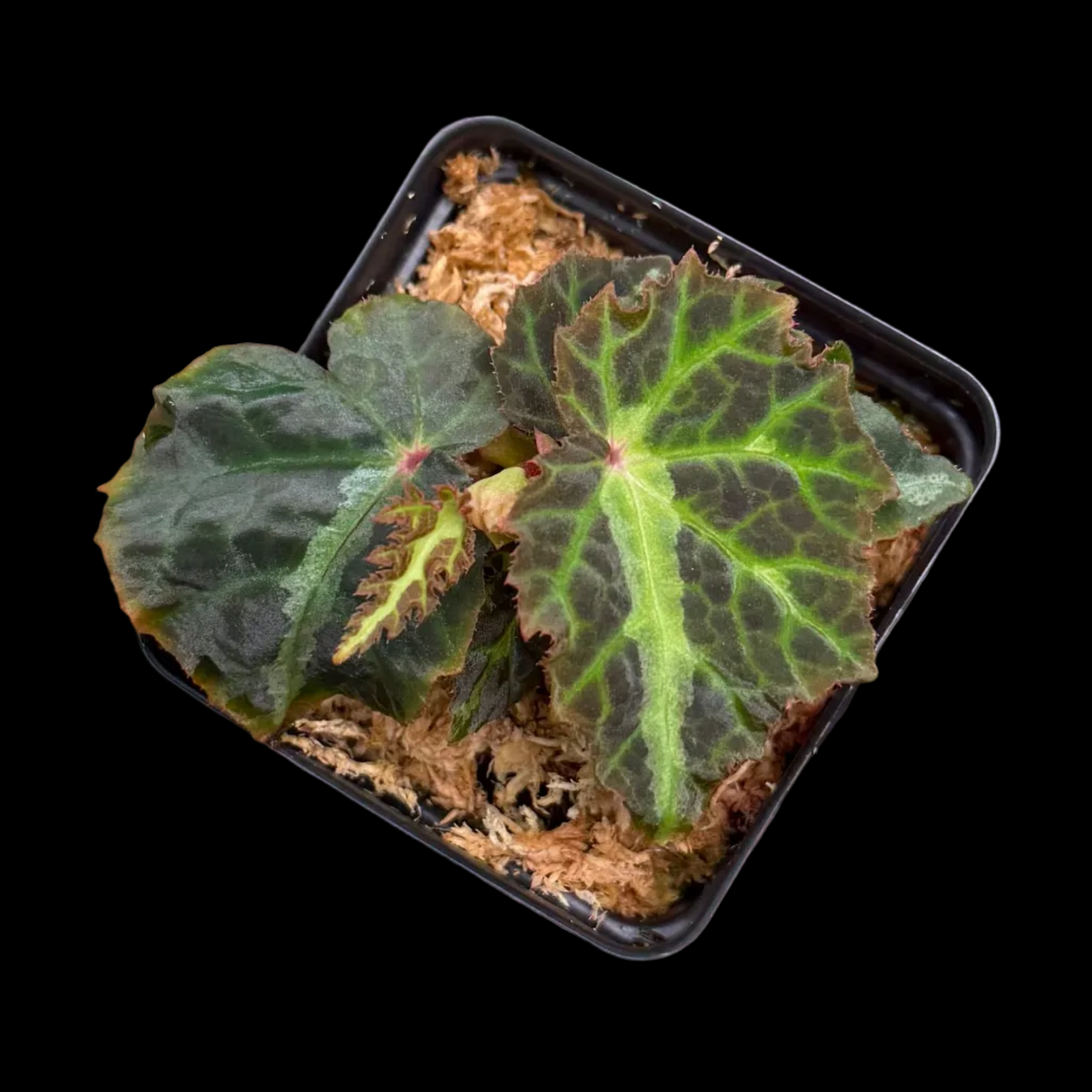 Begonia bolsteri