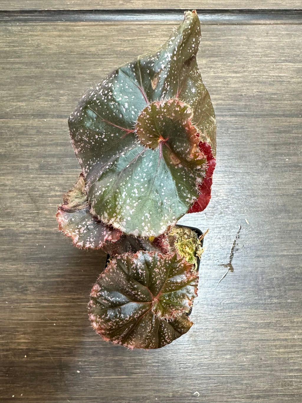 Begonia Jelly Roll Morton