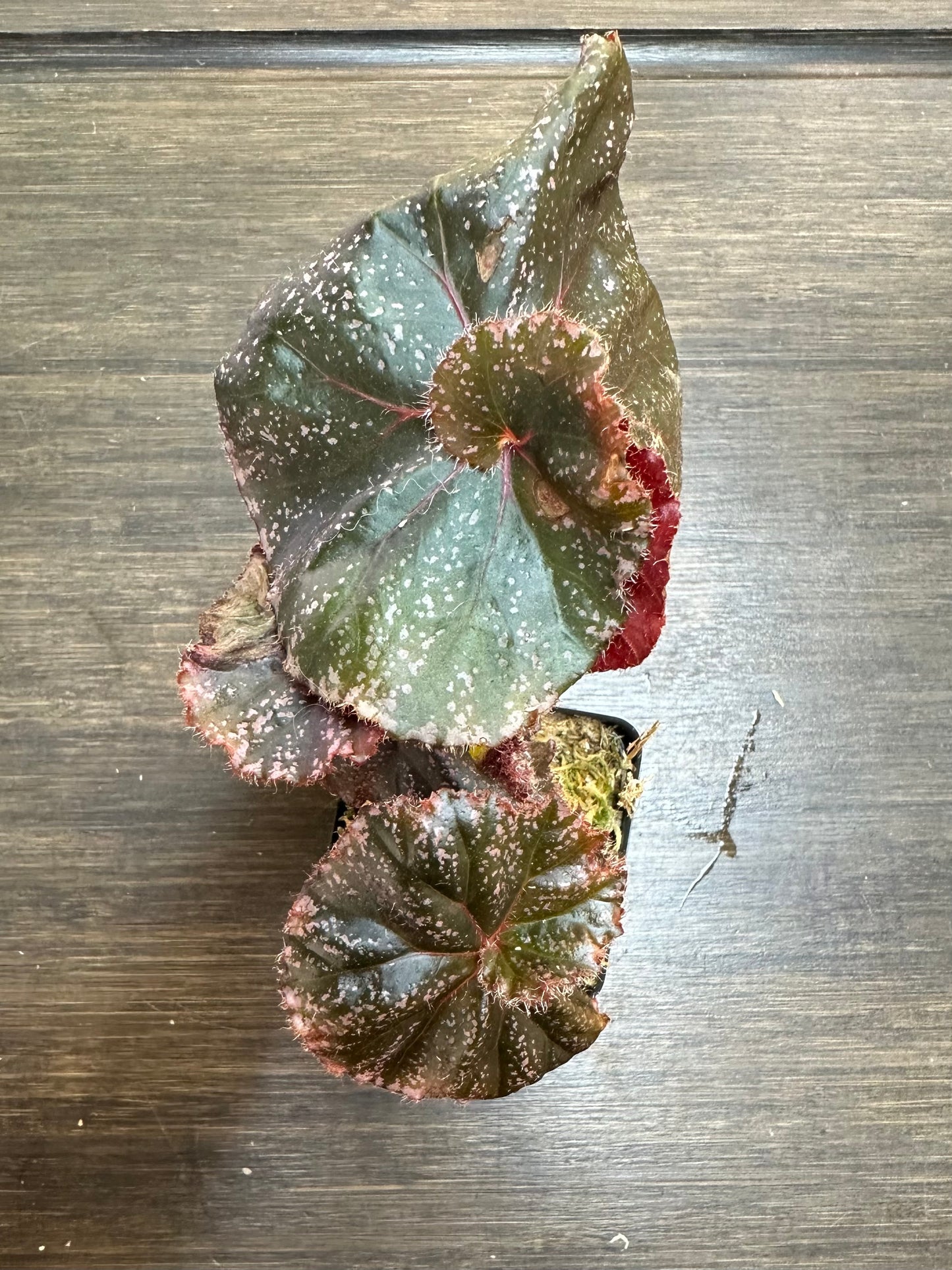 Begonia Jelly Roll Morton